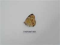 藏品(蛺蝶科(1))的圖片